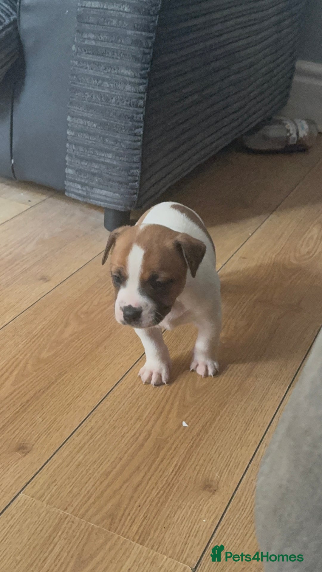 Mixed Breed dogs for sale: Staffy cross alapah blue blood  - Image 20
