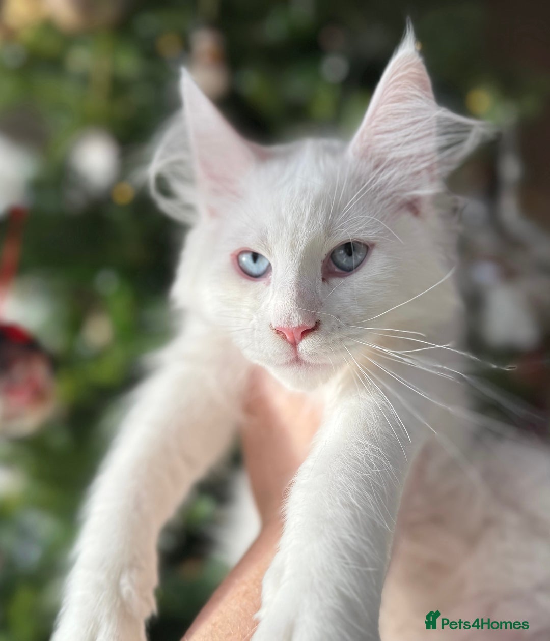 Maine Coon cats for sale: WHITE FEMALE KITTEN WITH BLUE EYES READY NOW - Advert 6