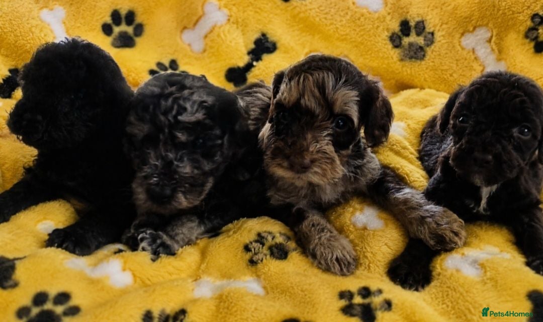 Cockapoo dogs F2 Cockapoo Puppies  PRA CLEAR - Advert 3