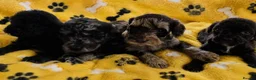 Cockapoo dogs for sale: F2 Cockapoo Puppies  PRA CLEAR - Advert 1