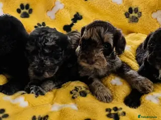 Cockapoo dogs F2 Cockapoo Puppies PRA CLEAR - Advert 3