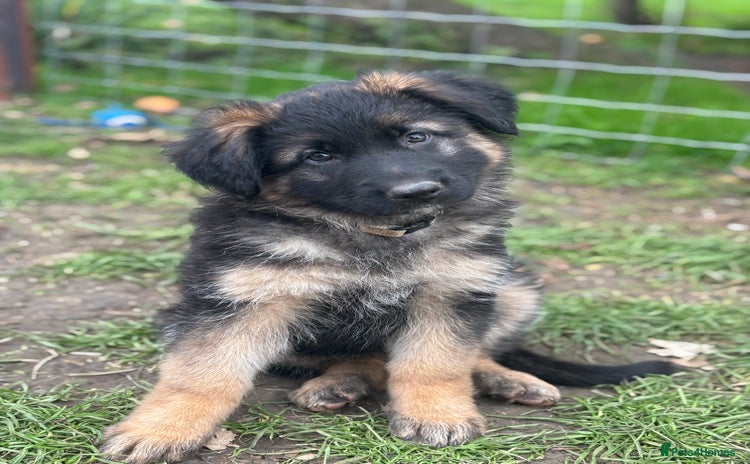 German Shepherd dogs - Advert 2