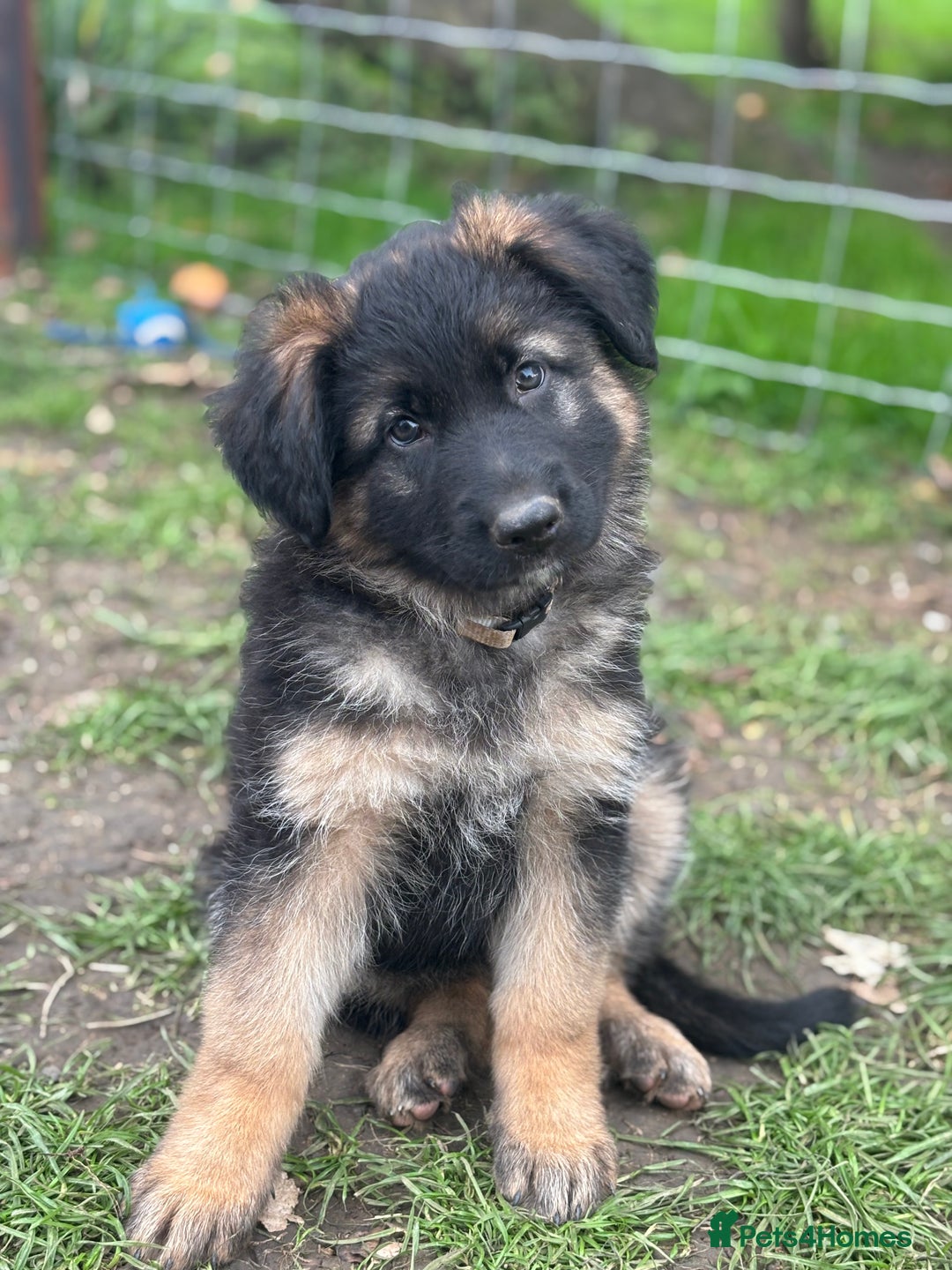 German Shepherd dogs for sale: German shepherd puppy  - Image 1