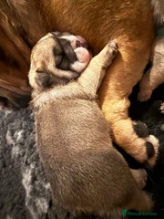 English Bulldog Puppy 2
