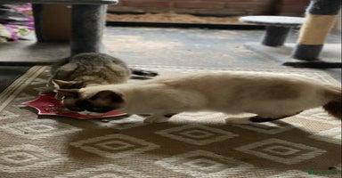 British Shorthair cats - Advert 13