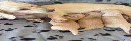 Miniature Dachshund dogs for sale: Bright Cream long haired miniature daschund⭐️ - Advert 12