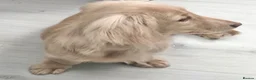 Miniature Dachshund dogs for sale: True cream miniature longhaired dachshunds  - Advert 2
