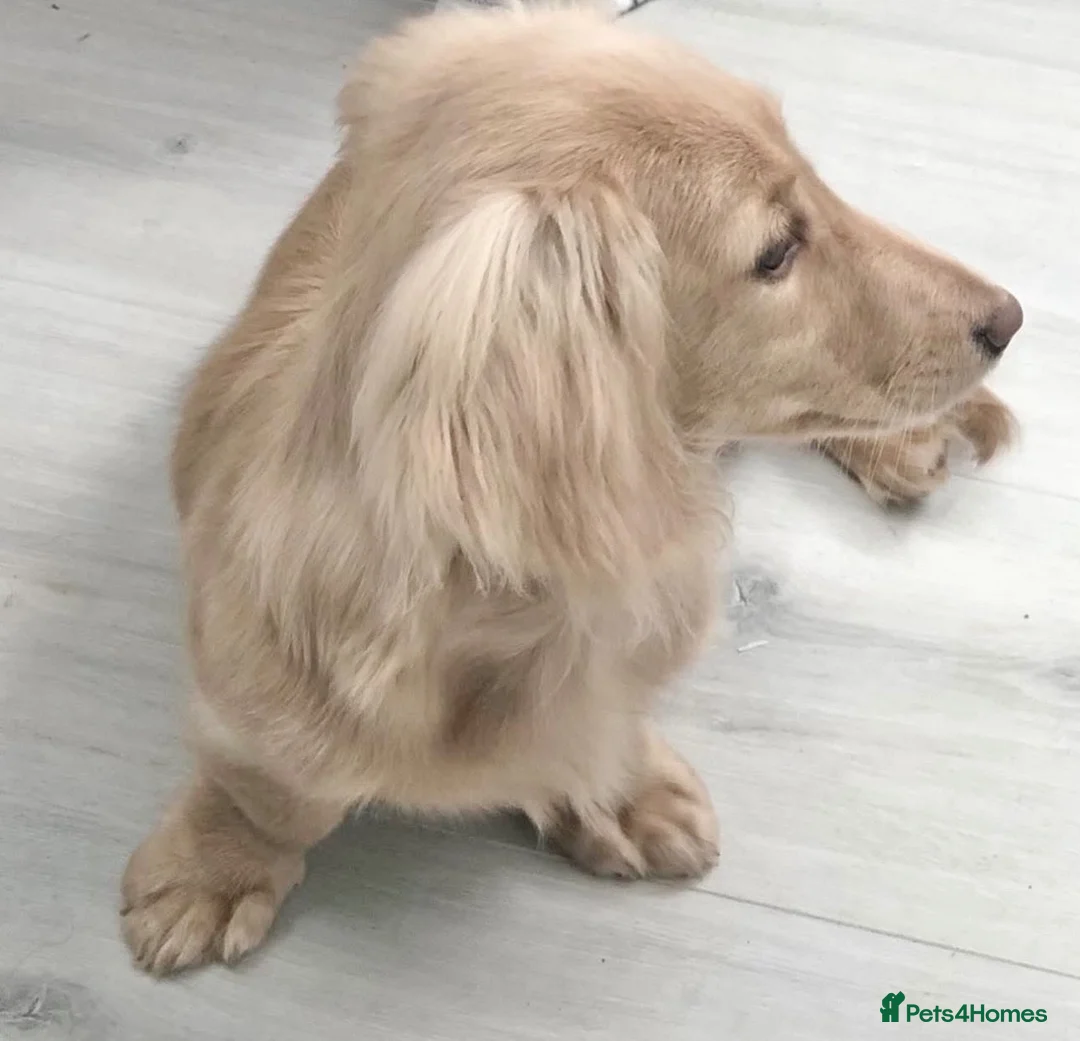 Miniature Dachshund dogs for sale: True cream miniature longhaired dachshunds  - Advert 2
