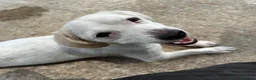 Mixed Breed dogs for adoption: Margot in Oxford - Advert 6