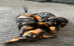 Miniature Dachshund dogs for sale: BEAUTIFUL MINIATURE DACHSHUND PUPPIES ! - Image 8