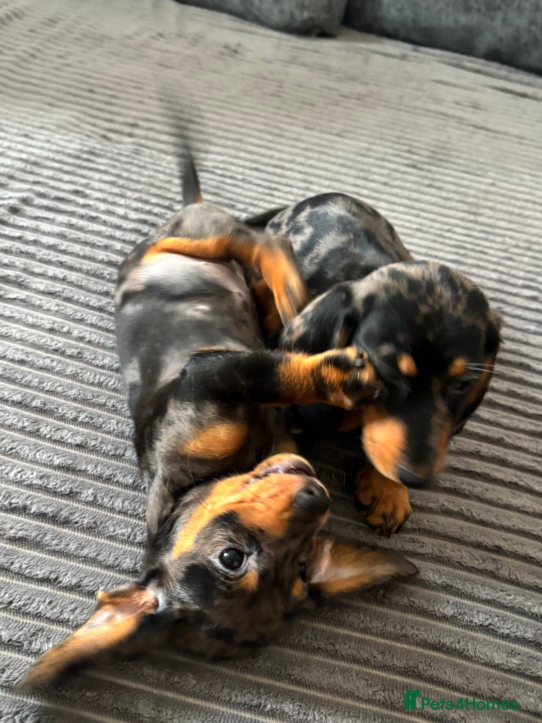 Miniature Dachshund dogs for sale: BEAUTIFUL MINIATURE DACHSHUND PUPPIES ! - Image 8