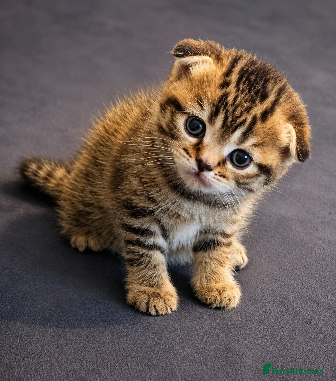 Scottish Fold cats for sale: Scottish Fold/Straight Kittens For Sale  - Advert 3