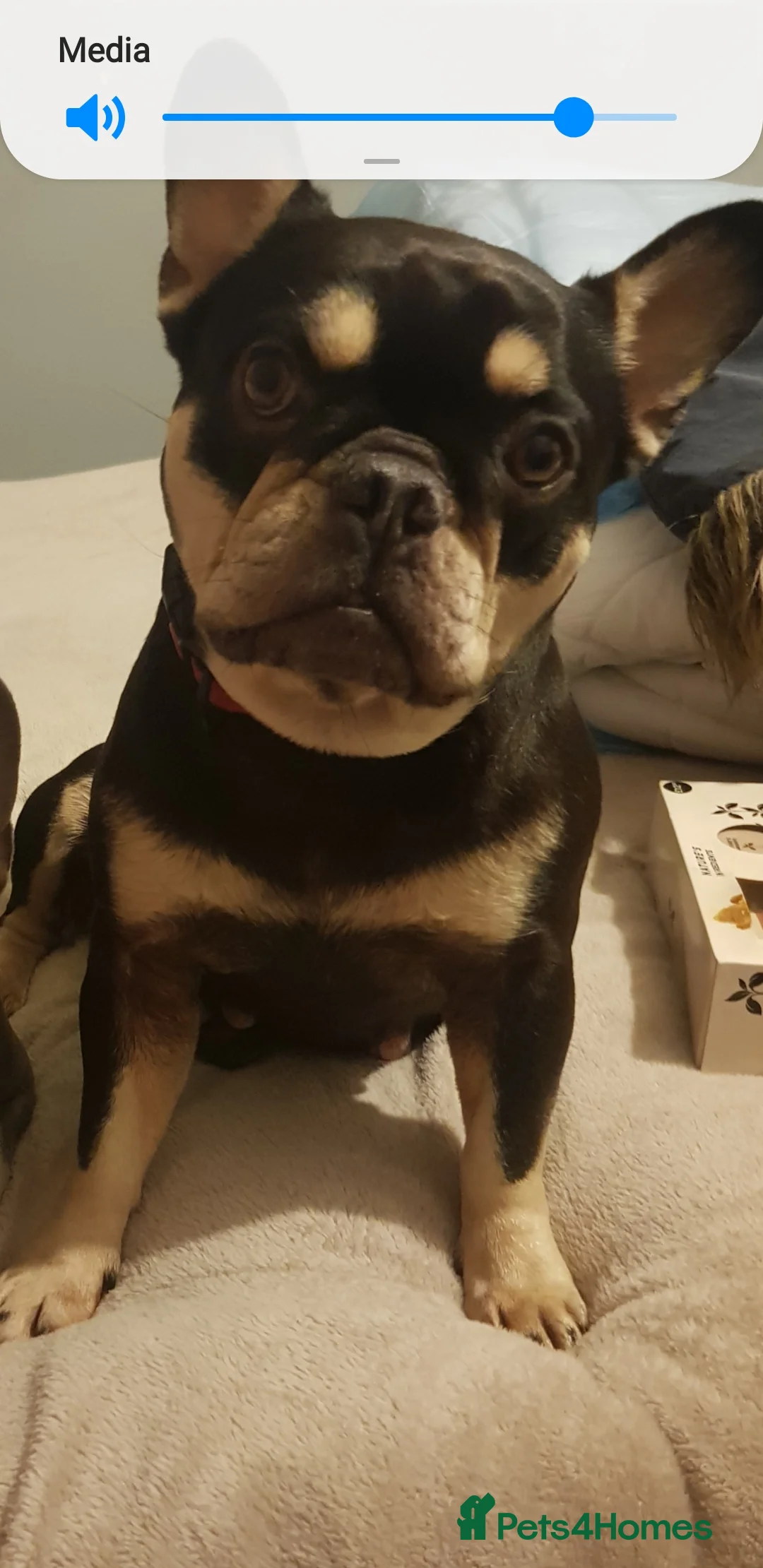 French Bulldog dogs for sale: 🐶 Stunning Merle Lilac Fawn French Bulldogs - Advert 2