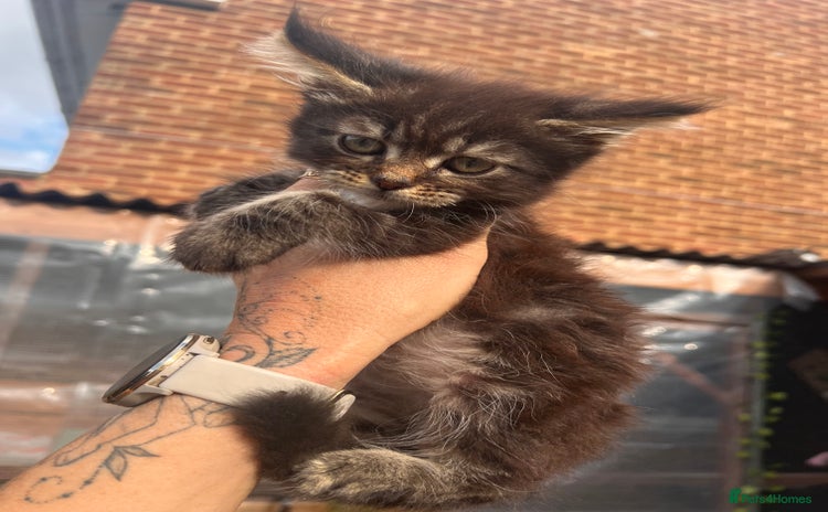 Maine Coon cats - Advert 5