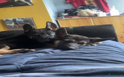 German Shepherd dogs for sale: German shepherd  - Image 11