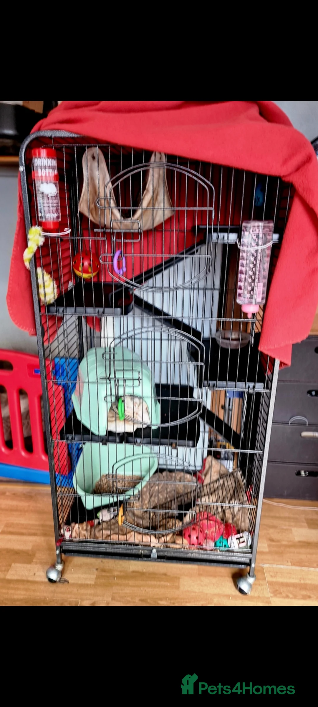 Ferret rodents for sale: Ferret hob and cage - Advert 13