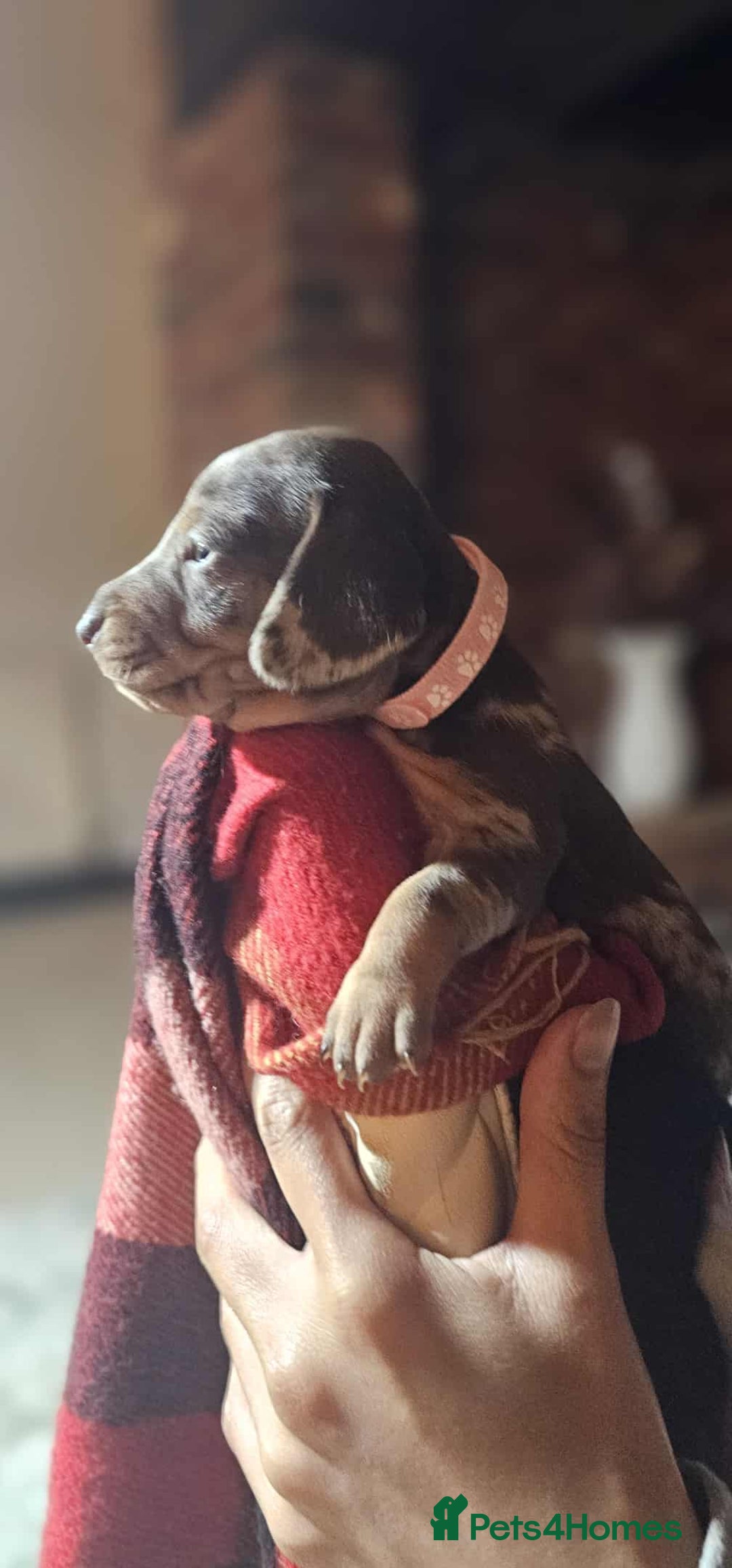Miniature Dachshund dogs for sale: KC Mini Dachshund Dapple Girls & Boys and Tan Boy - Image 21