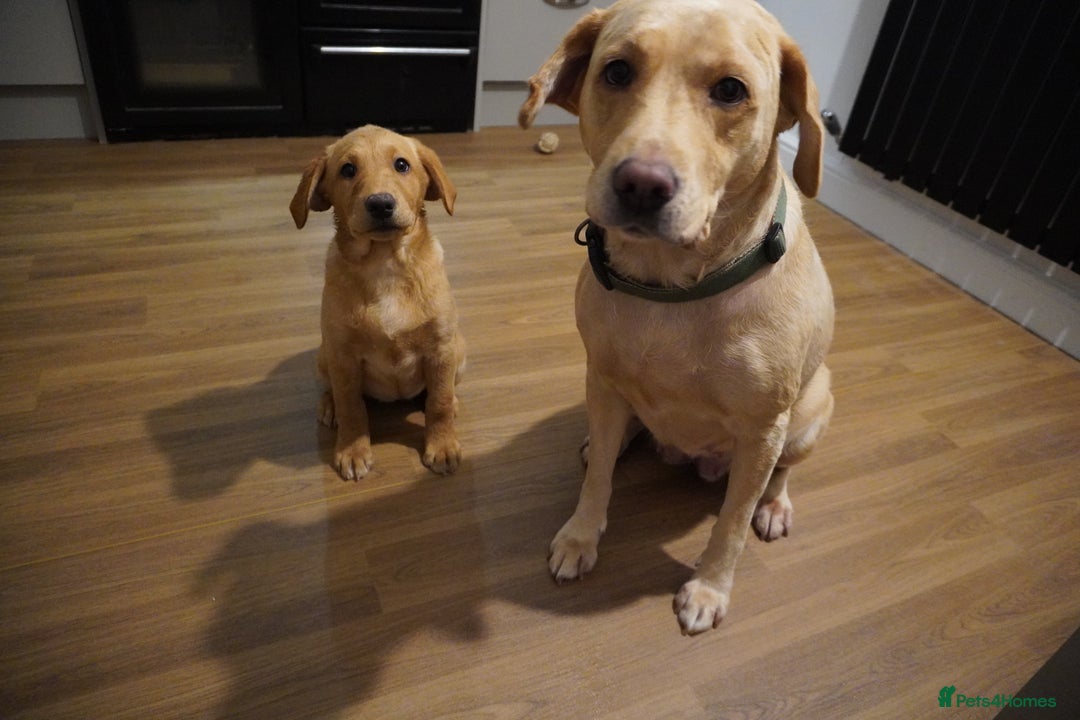 Labrador Retriever dogs for sale: Stunning KC Fox Red & Yellow Labrador Puppies - Advert 10