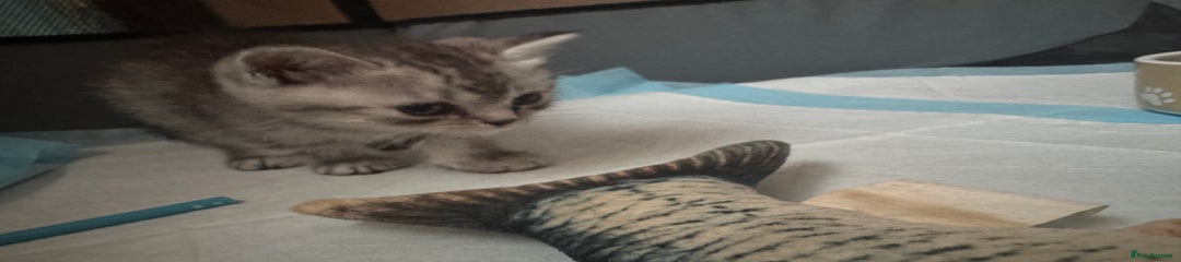 British Shorthair silver tabby