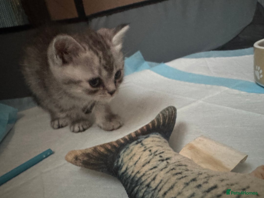 British Shorthair cats for sale: British Shorthair silver tabby and ginger - Image 5