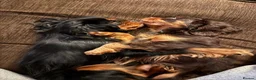 Cavalier King Charles Spaniel dogs for sale: Choc & Tan carriers - CKC Spaniel Puppies - Advert 7