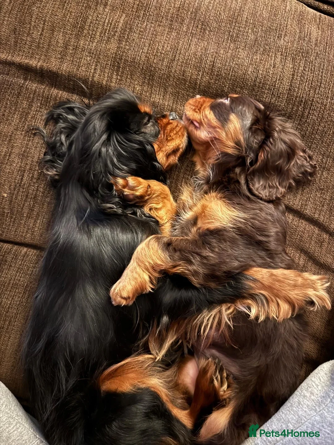 Cavalier King Charles Spaniel dogs for sale: Choc & Tan carriers - CKC Spaniel Puppies - Advert 7