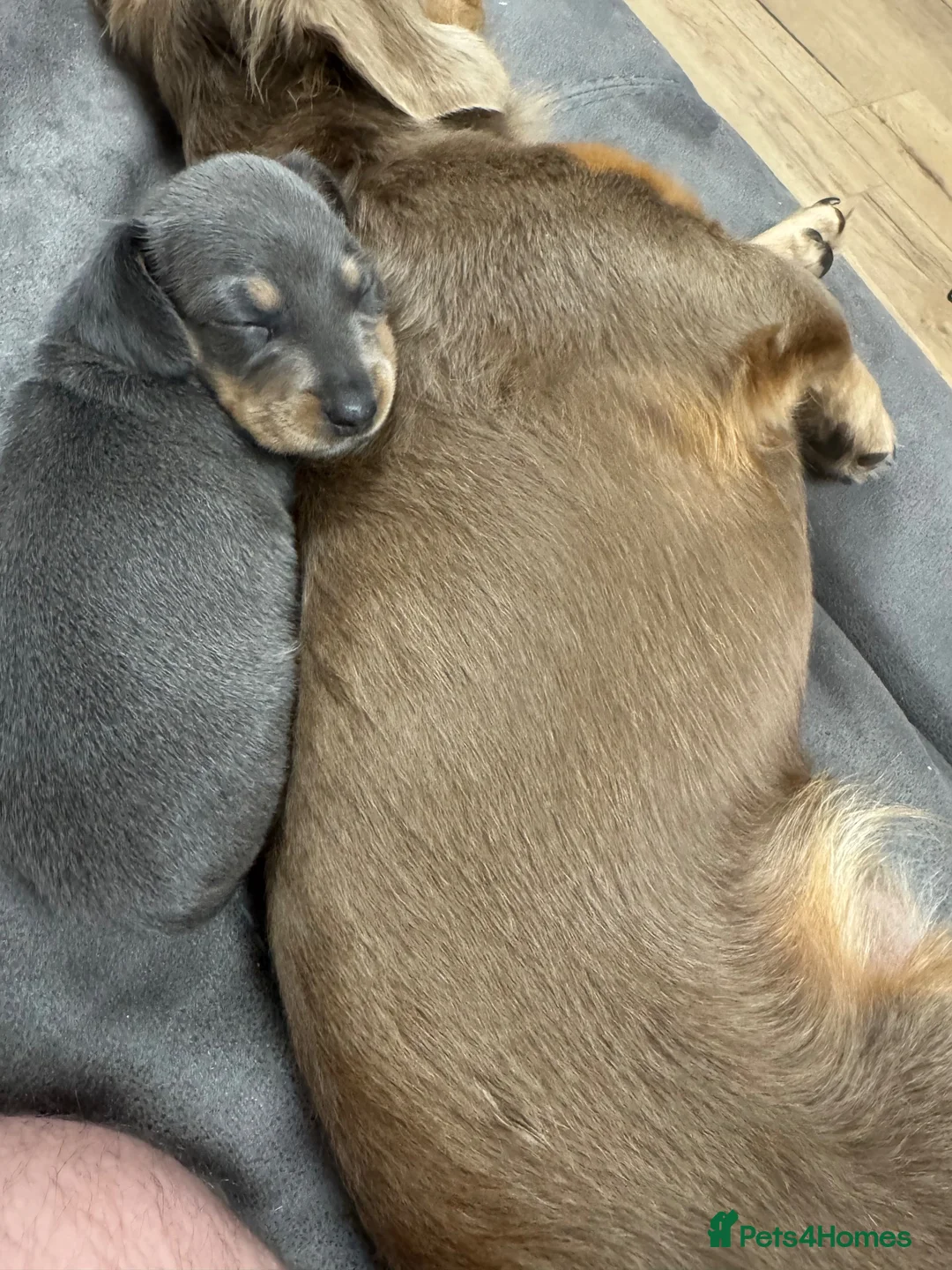 Dachshund dogs for sale: Beautiful dachshund puppies  - Advert 1