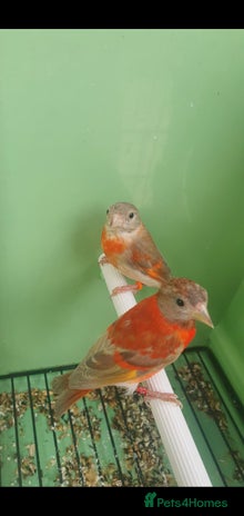 Finches birds - Advert 15