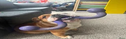 English Bulldog dogs for sale: English bulldog for sale - Advert 4