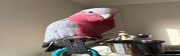 Cockatoo birds for sale: Baby Galah Cockatoo with Cage - Advert 2