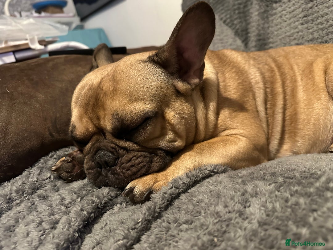 French Bulldog dogs for sale: 4yo female French bulldog - Image 2