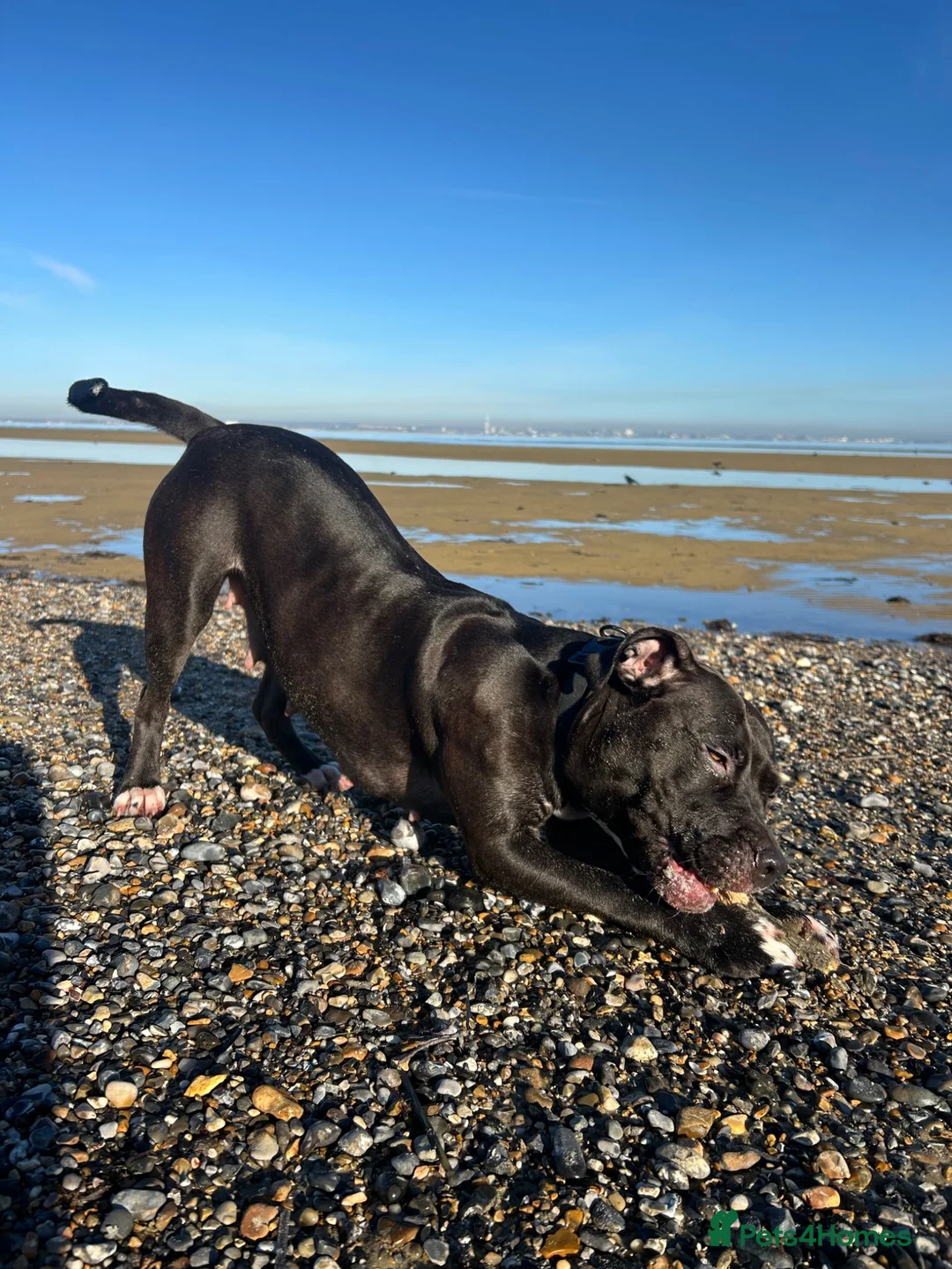 American Bull Staffy dogs for sale: American Staffy puppies  - Advert 1