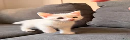 Mixed Breed cats for sale: 3 Beautiful Kittens Looking for Loving Homes  - Advert 6