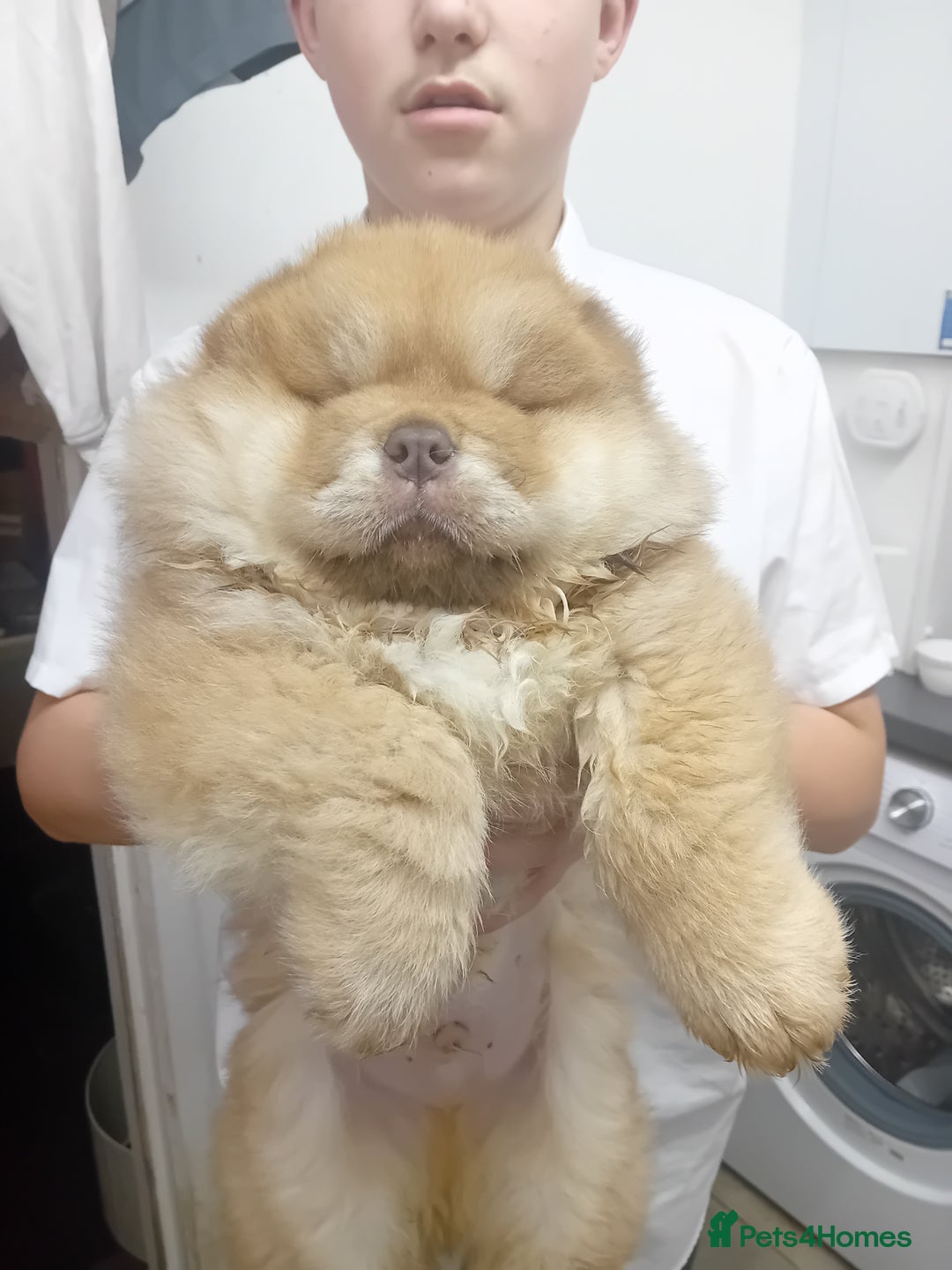 Chow Chow dogs for stud: Chowmazing  - Image 22
