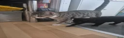 Mixed Breed cats for sale: Sweet little boy needing a new home - Advert 7