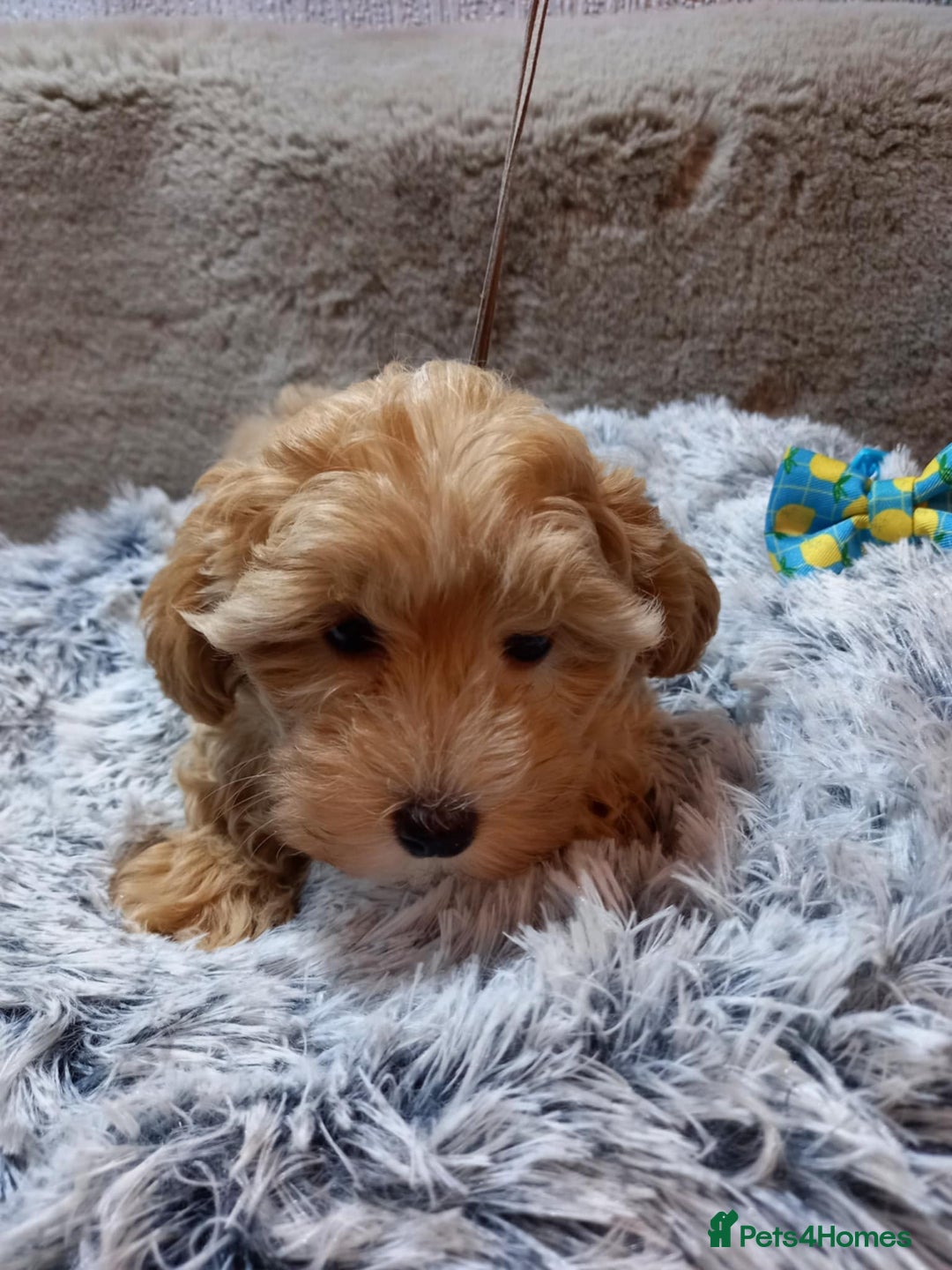Maltipoo dogs for sale: Beautiful F1 Puppies for Sale! - Advert 6