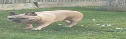 French Bulldog dogs for sale: Stunning 3rd generation French Bulldog puppies - Advert 24