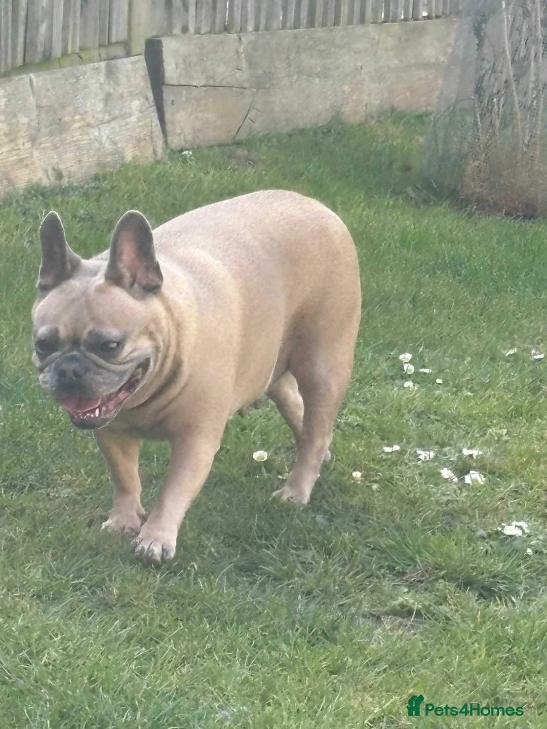 French Bulldog dogs for sale: Stunning 3rd generation French Bulldog puppies - Advert 24