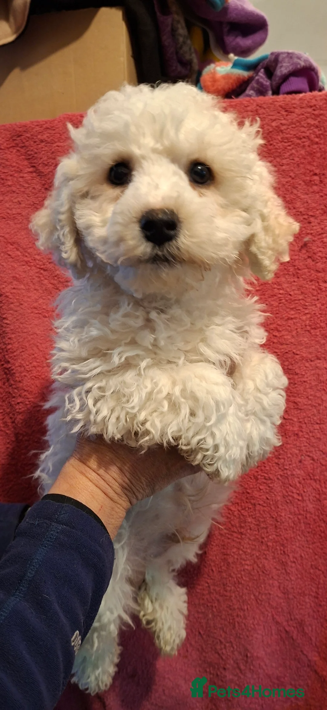 Bichon Frise dogs for sale: One beautiful bichon boy - Advert 2