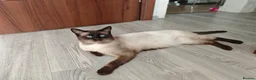 Siamese cats for sale: Siamese male and female kittens for sale ❤️ - Advert 7