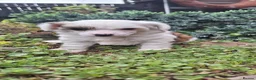 Chinese Crested dogs for sale: Chinese crested puppies kc in Market Rasen - Advert 3