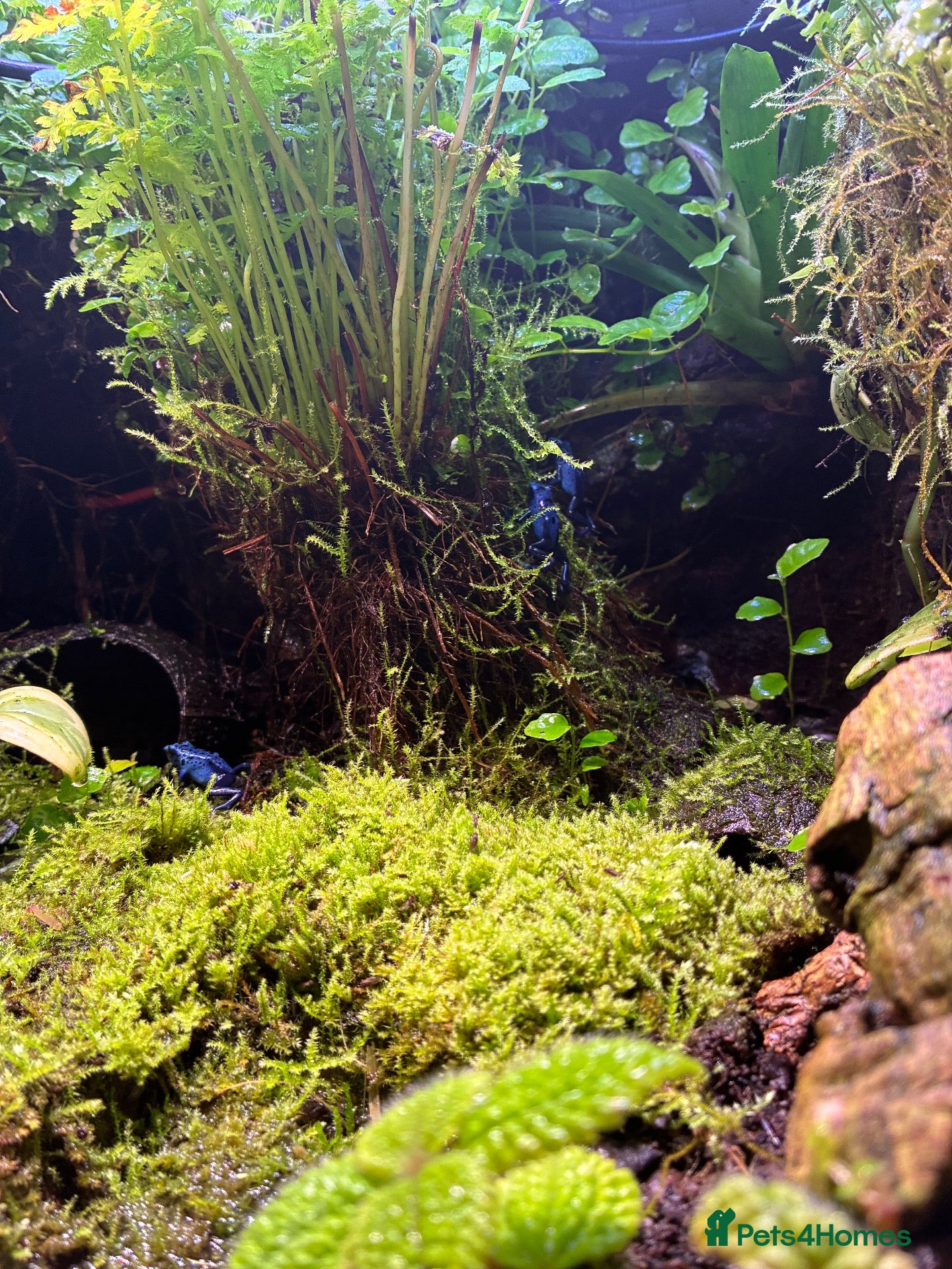 Frog reptiles Three Dart frogs full setup - Advert 2