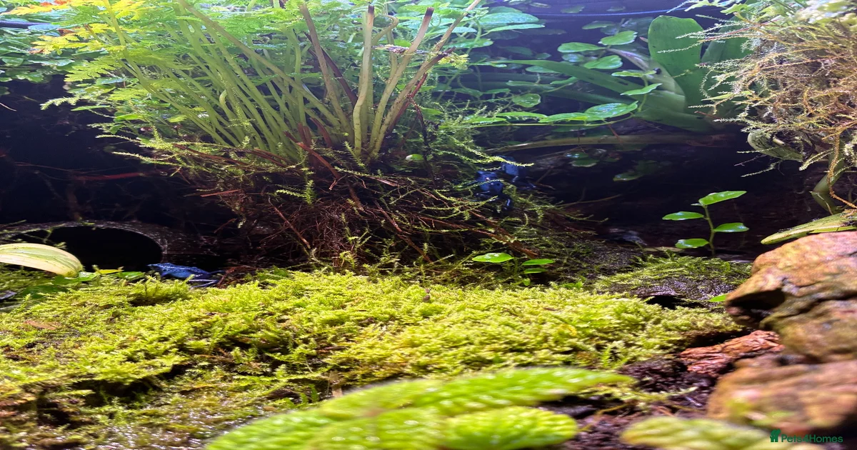 Frogs Frog Reptiles for sale | Pets4Homes
