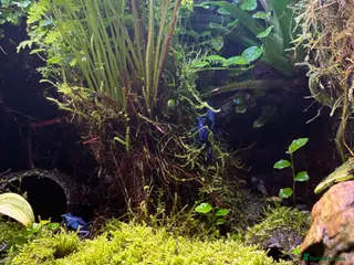 Frog reptiles Three Dart frogs full setup - Advert 6