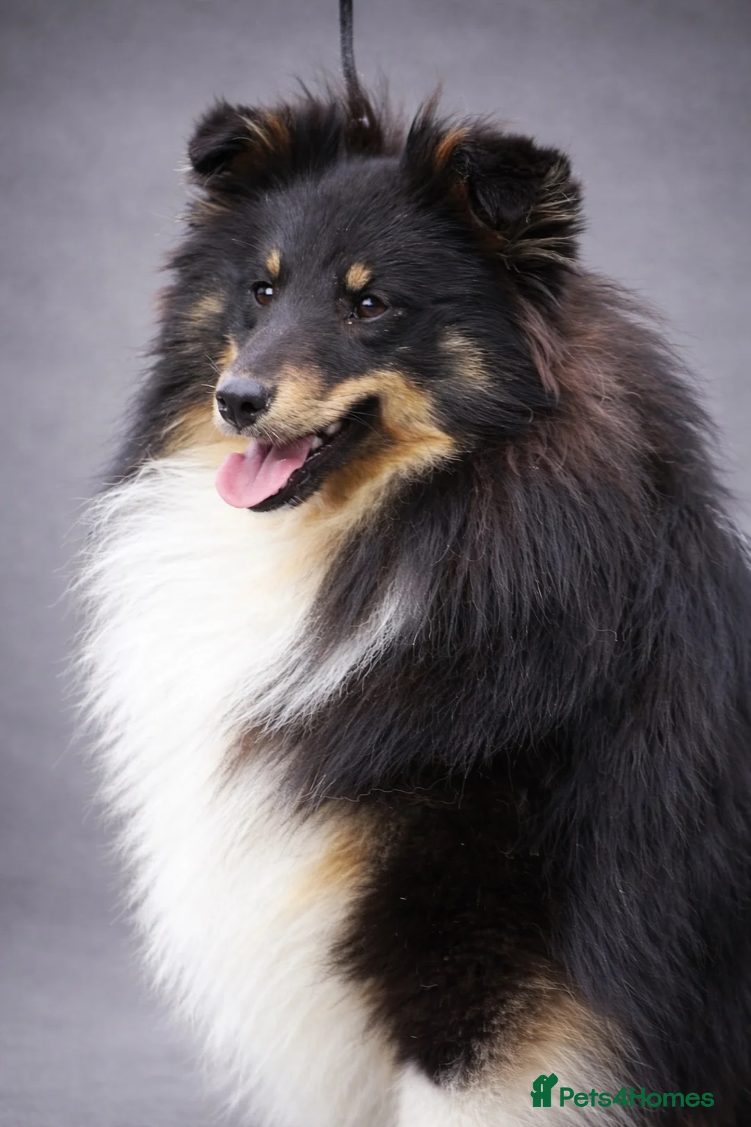 Shetland Sheepdog dogs for sale: Litter on the way 🐾 - Advert 7