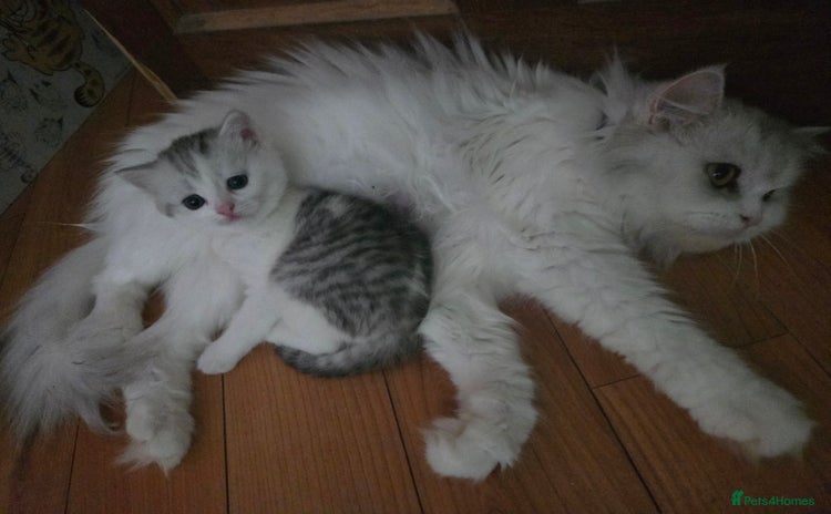 Persian cats - Advert 3