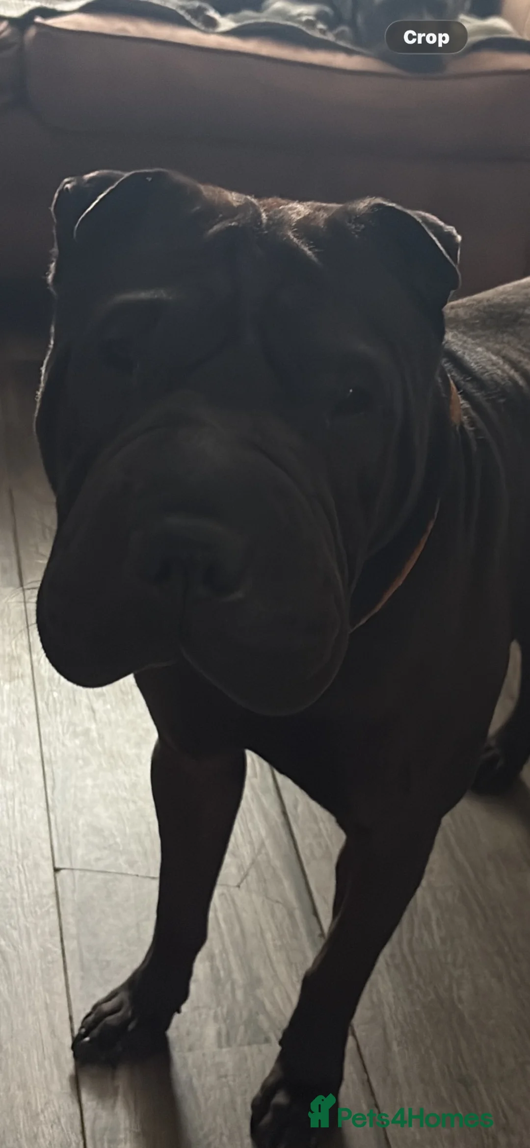 Mixed Breed dogs for sale: Staffy/sharpie pups  - Advert 9