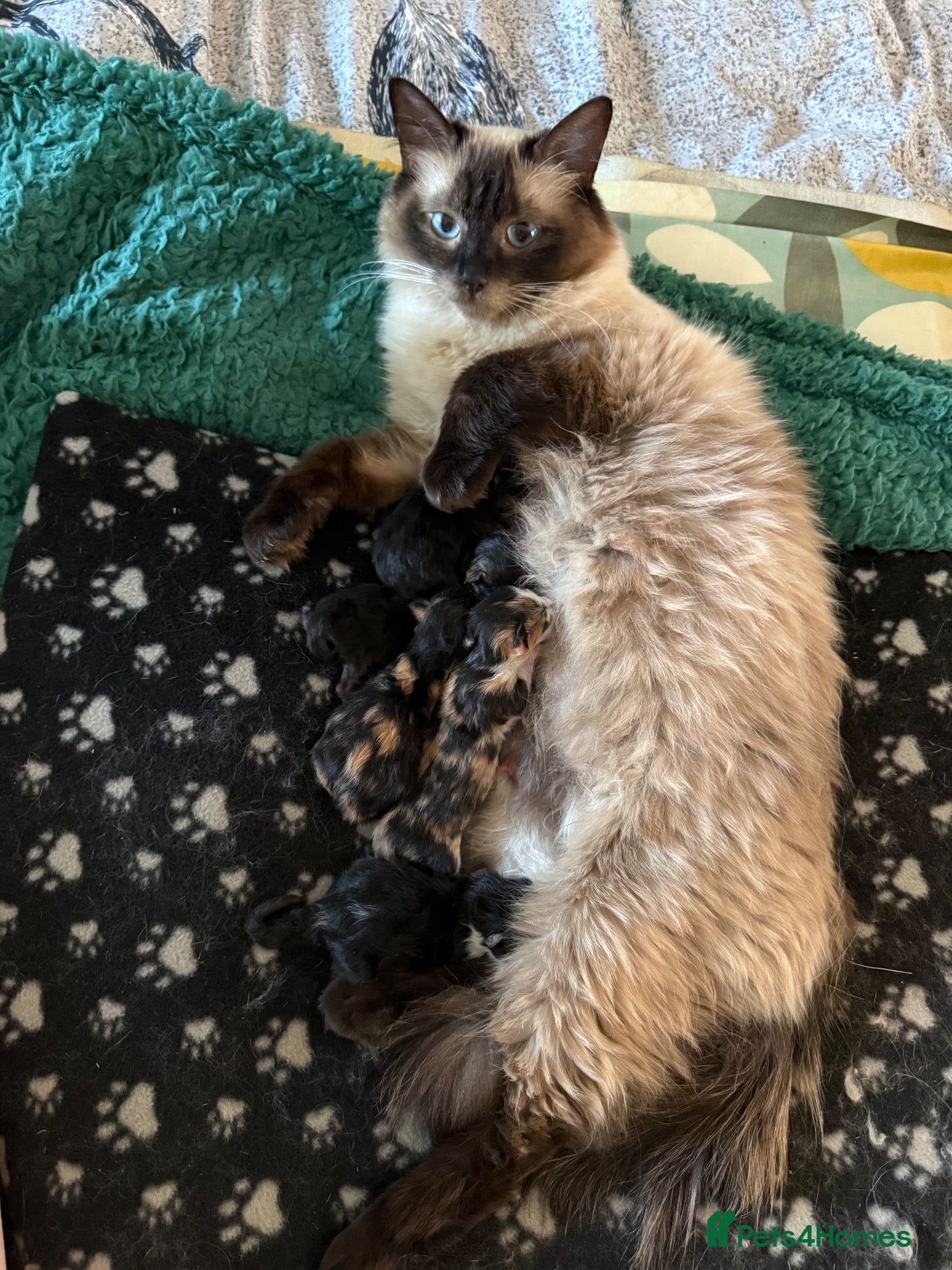 Ragdoll cats Ragdoll X kittens available to the best homes - Advert 11