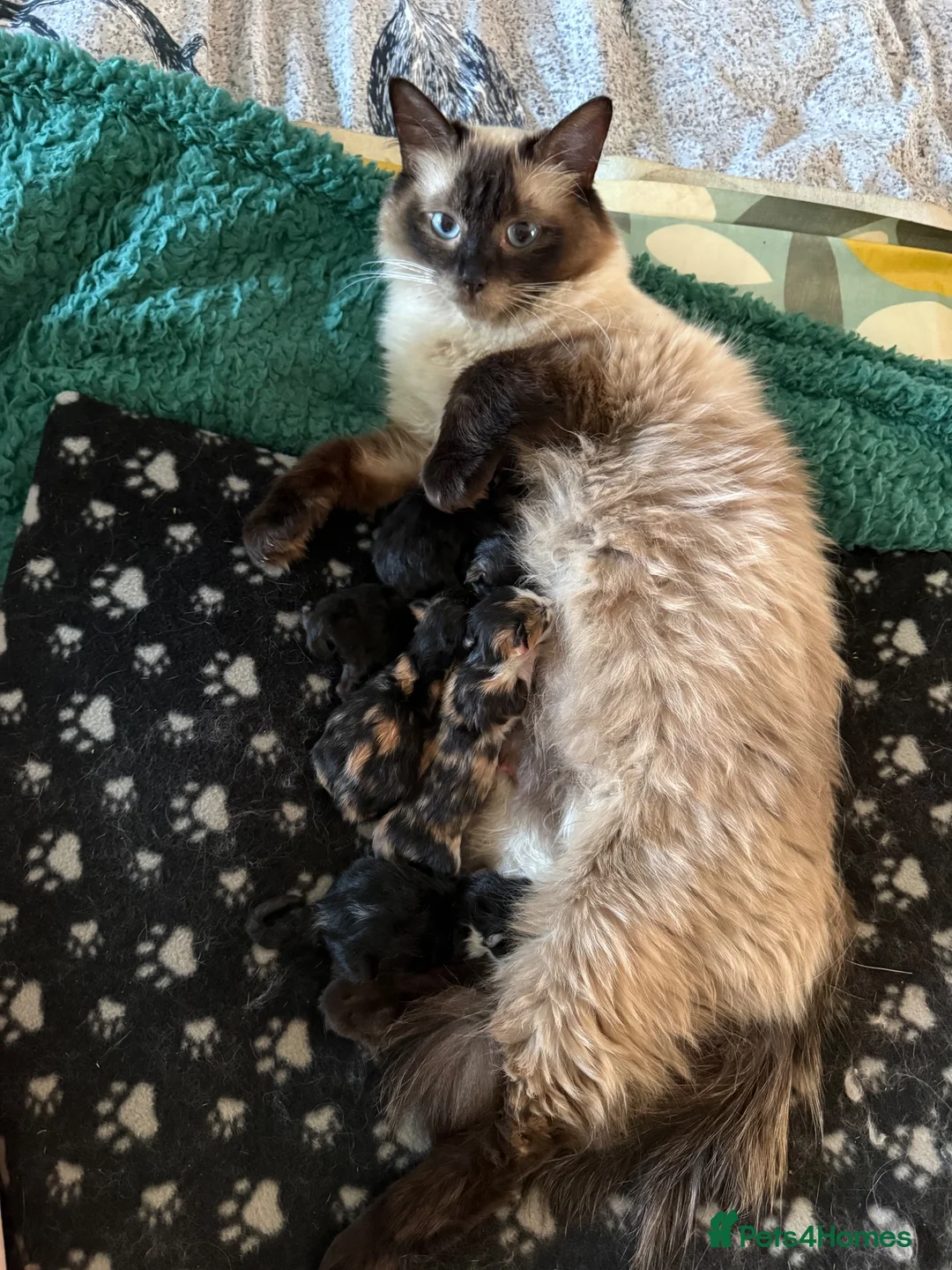 Ragdoll cats for sale: Ragdoll X kittens available to the best homes - Advert 1