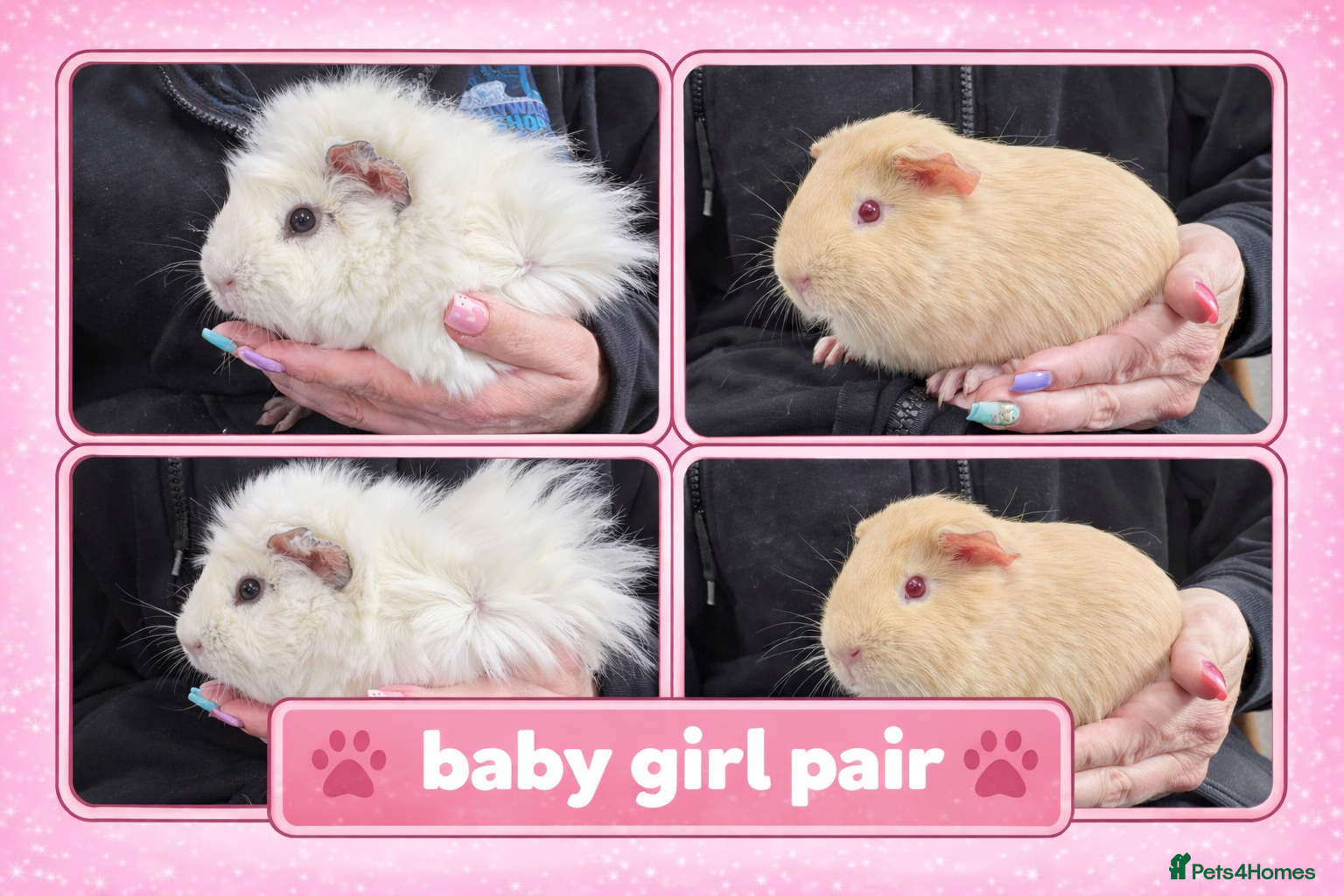Guinea Pig rodents for sale: Well handled baby guinea pigs - Advert 1